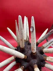 Club Urchin with Spines – Phyllacanthus parvispinus, 8