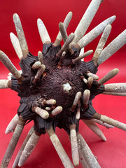 Club Urchin with Spines – Phyllacanthus parvispinus, 8