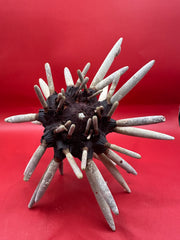 Club Urchin with Spines – Phyllacanthus parvispinus, 8
