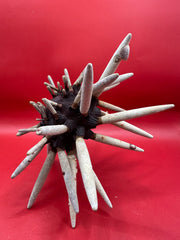 Club Urchin with Spines – Phyllacanthus parvispinus, 8