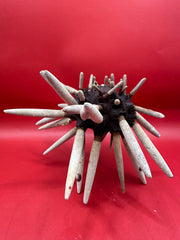 Club Urchin with Spines – Phyllacanthus parvispinus, 8