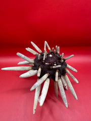 Club Urchin with Spines – Phyllacanthus parvispinus, 8