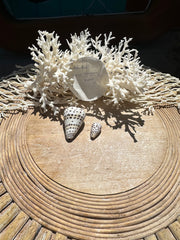 Ivory Cone- Set of 2 with Documentation Perhentian Island