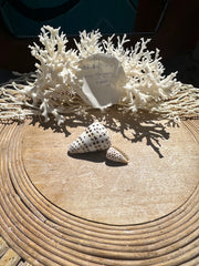 Ivory Cone- Set of 2 with Documentation Perhentian Island