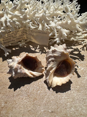 Neorapana tuberculata with Operculum- Set of 2 with old vintage documentation Collected in Guaymas Sonora Mexico