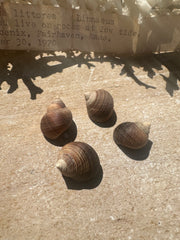 Common Periwinkle Shells with Operculums- Set of 4