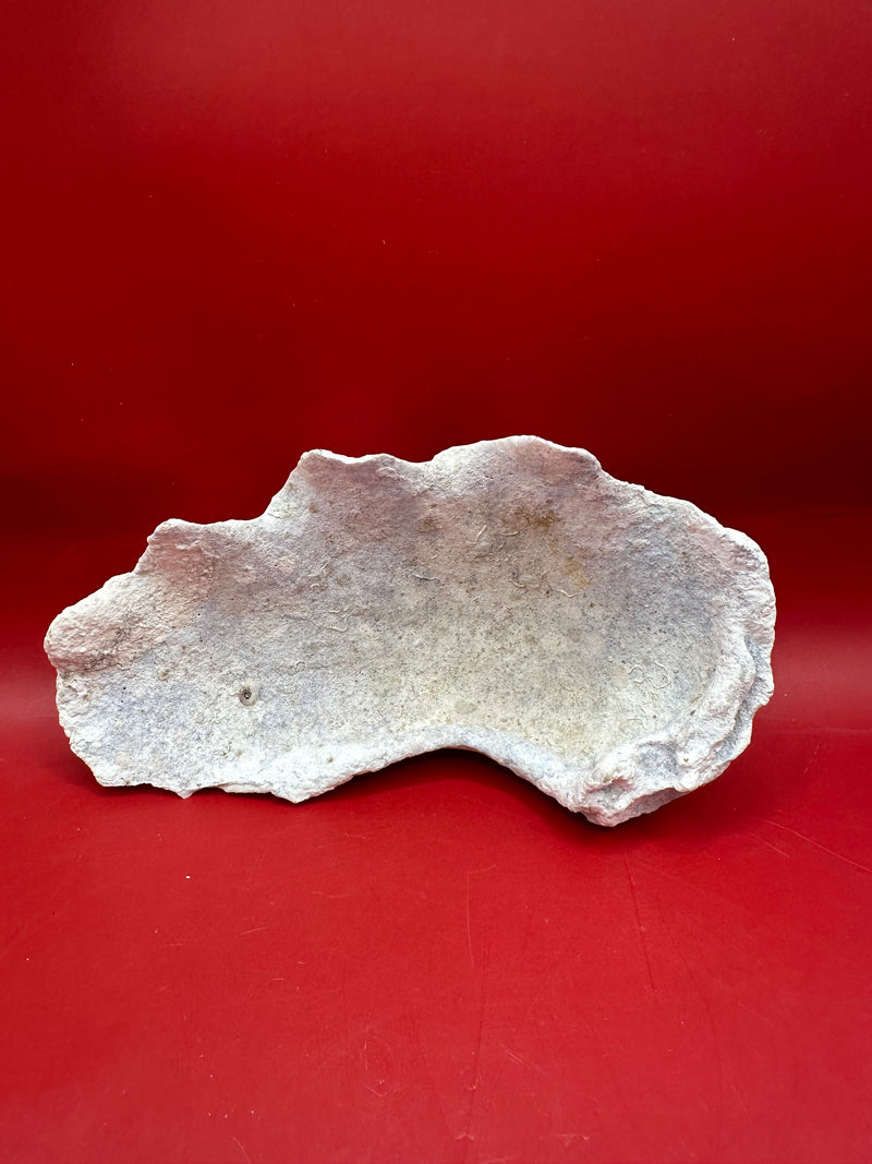 Fossilized Derasa Clam Shell Half – 6x4"