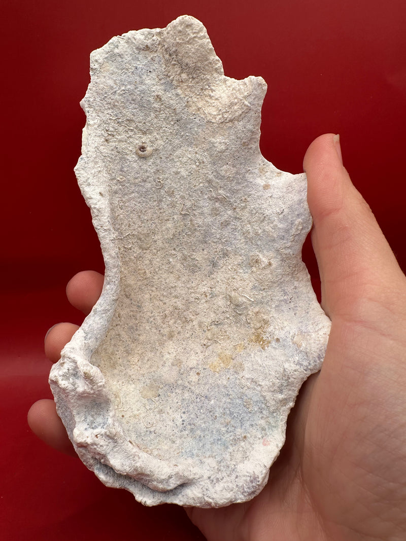 Fossilized Derasa Clam Shell Half – 6x4"