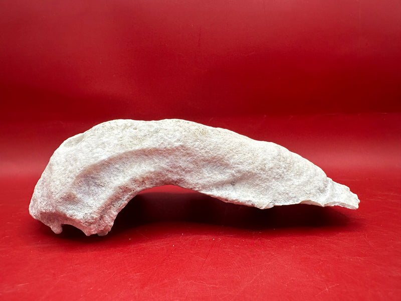 Fossilized Derasa Clam Shell Half – 6x4"