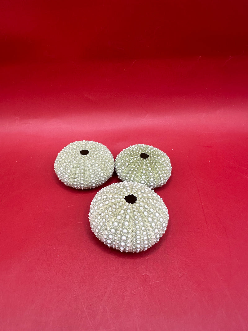 Mexican Green Urchin Lytechinus variegatus Natural Marine Specimen – “Mexican Green Urchin shell specimen for coastal home decor - natural marine piece”