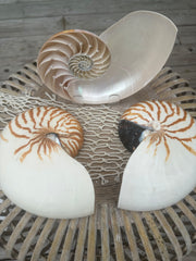 Natural Chambered Tiger Sliced Nautilus Halves