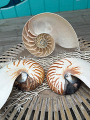 Natural Chambered Tiger Nautilus Sliced Halves Chamber Damage