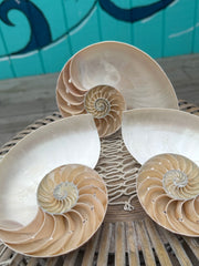 Natural Chambered Tiger Nautilus Sliced Halves Chamber Damage