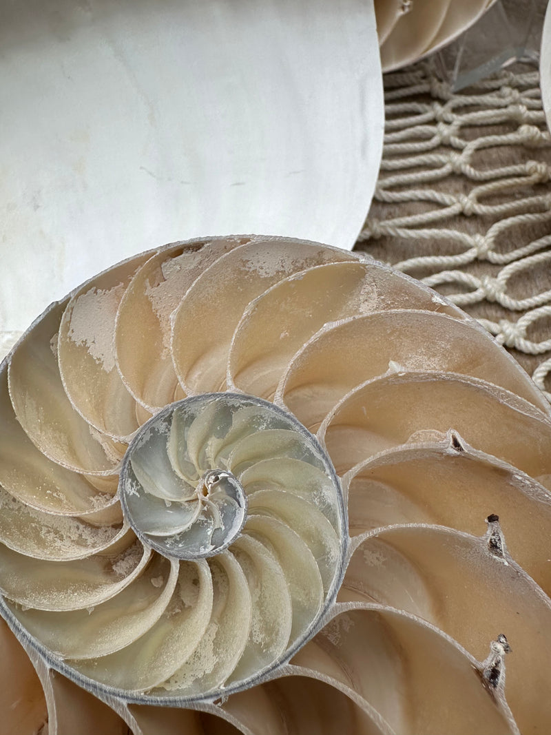 Natural Chambered Tiger Nautilus Sliced Halves Chamber Damage