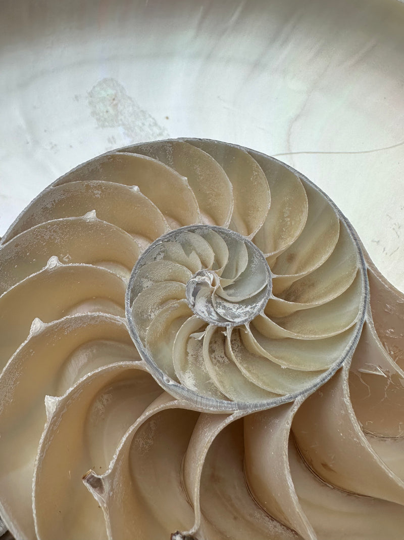 Natural Chambered Tiger Nautilus Sliced Halves Chamber Damage