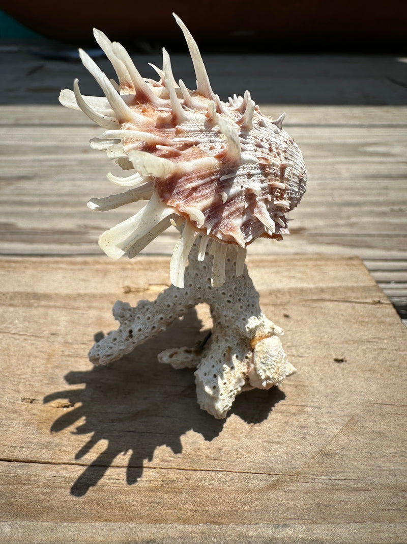 Small Spondylus Attached to Coral Piece