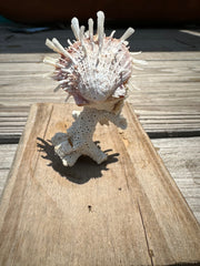 Small Spondylus Attached to Coral Piece