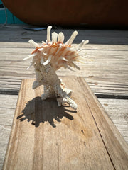 Small Spondylus Attached to Coral Piece