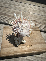 Small Spondylus Attached to Coral Piece