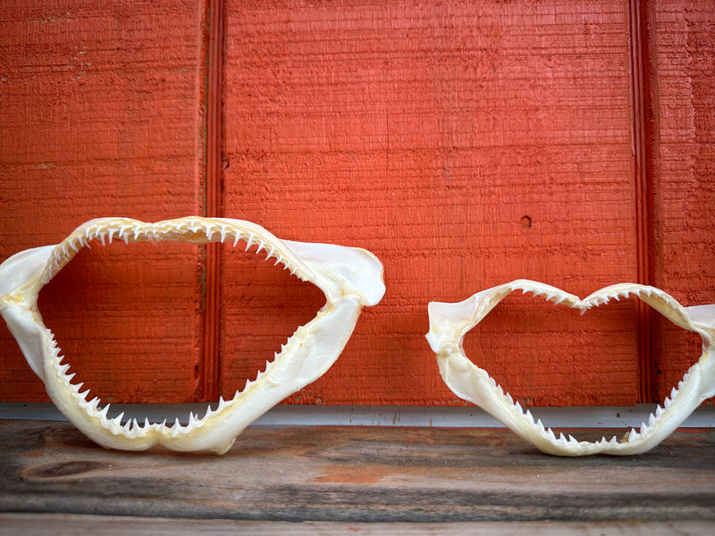 Authentic Shark Jaws