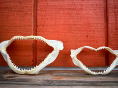 Authentic Shark Jaws