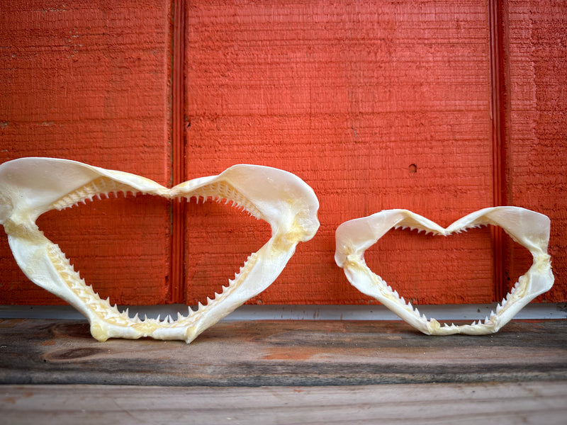 Authentic Shark Jaws