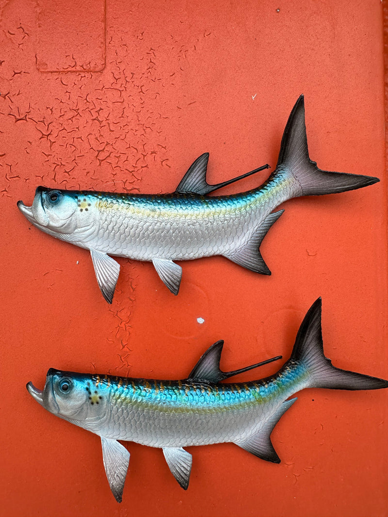 Tarpon Fish Magnet