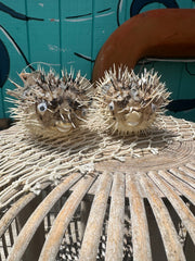 Medium Porcupine Blow Fish