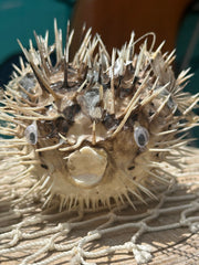 Medium Porcupine Blow Fish