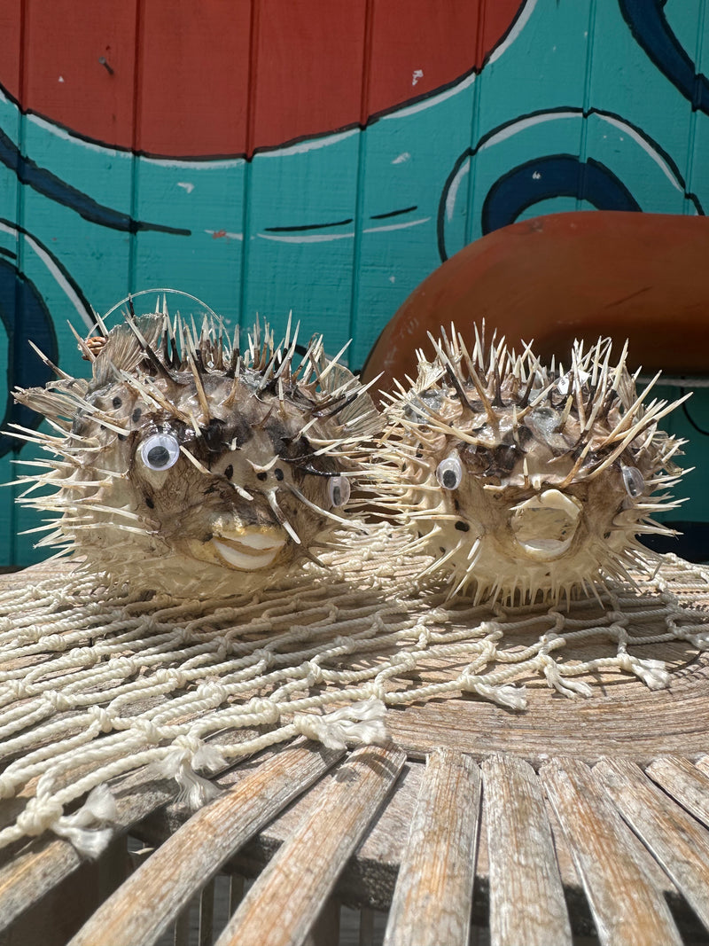 Medium Porcupine Blow Fish