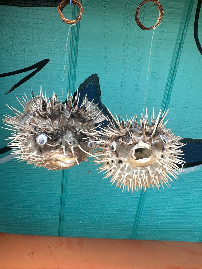 Medium Porcupine Blow Fish