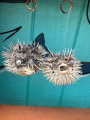 Medium Porcupine Blow Fish