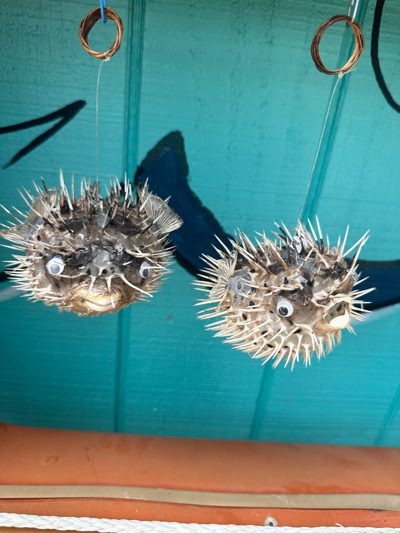 Medium Porcupine Blow Fish