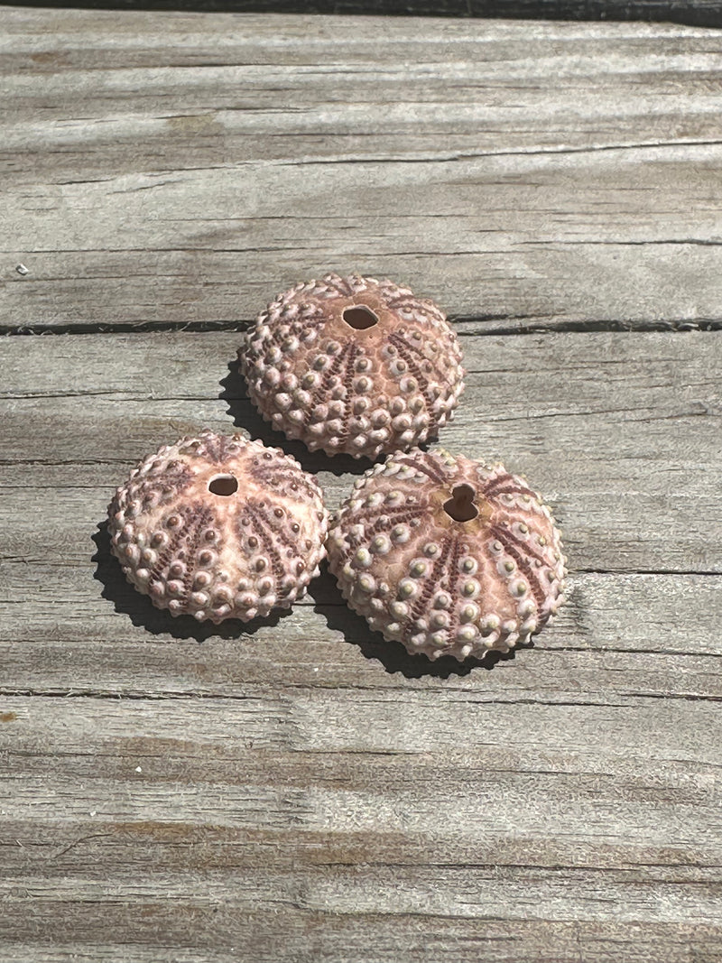 Abracia lixula Black Sea Urchin