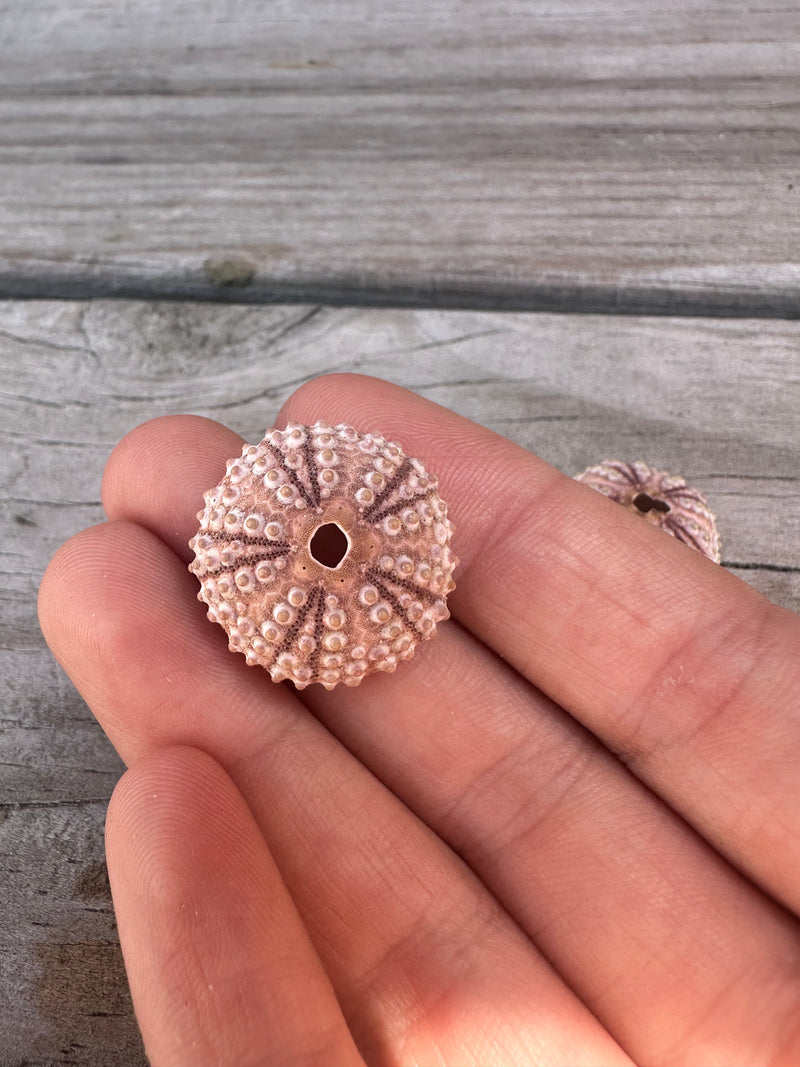 Abracia lixula Black Sea Urchin