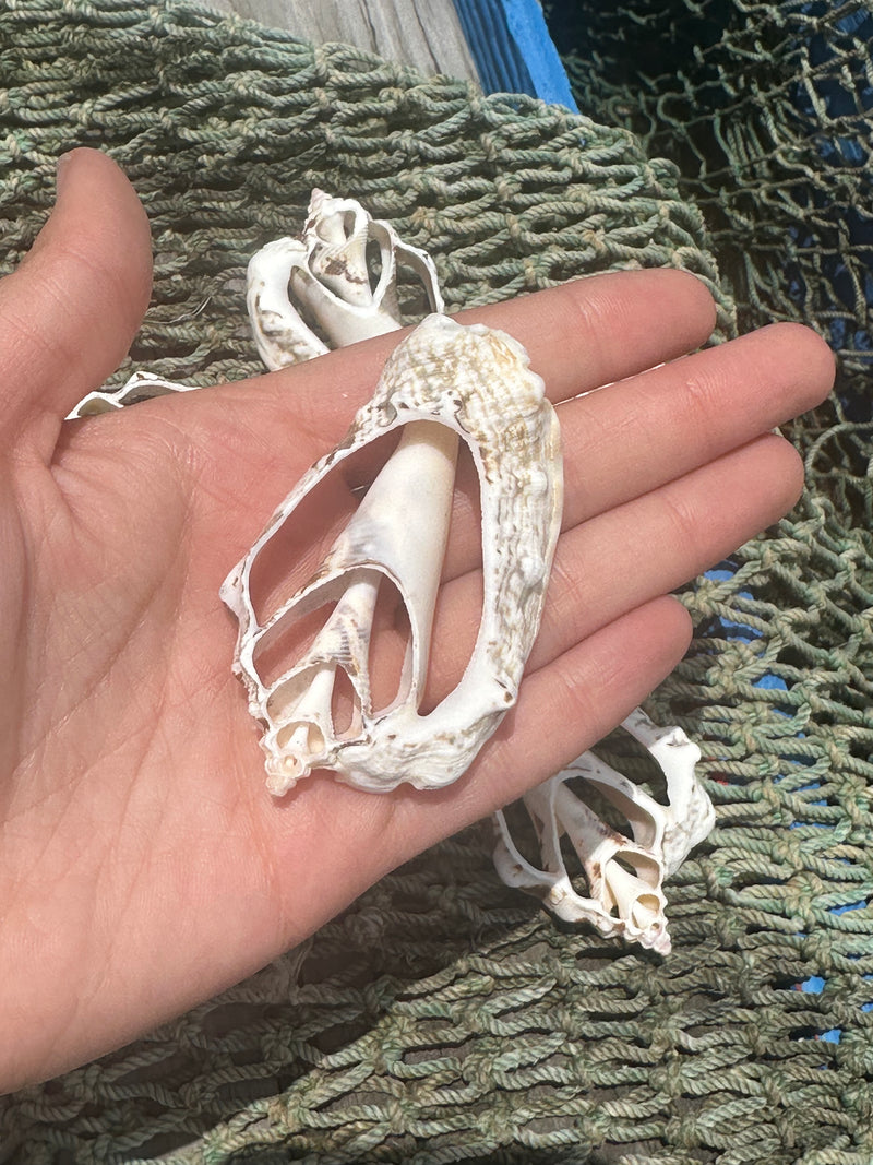 Center Sliced Silver Lip Conch