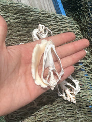 Center Sliced Silver Lip Conch