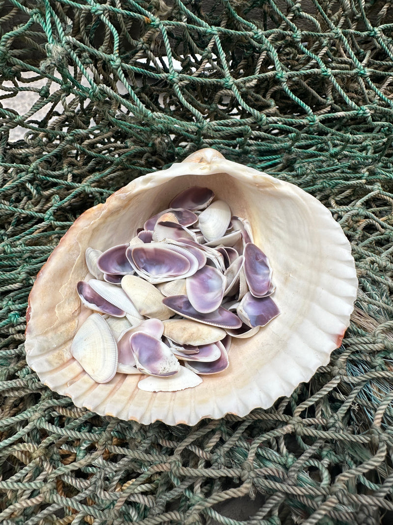 Purple Bean Clam-Donax gouldii