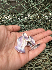 Purple Bean Clam-Donax gouldii