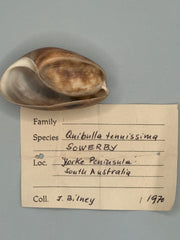 Bulla quoyii with Documentation- Yorke Peninsula, South Australia, 1970