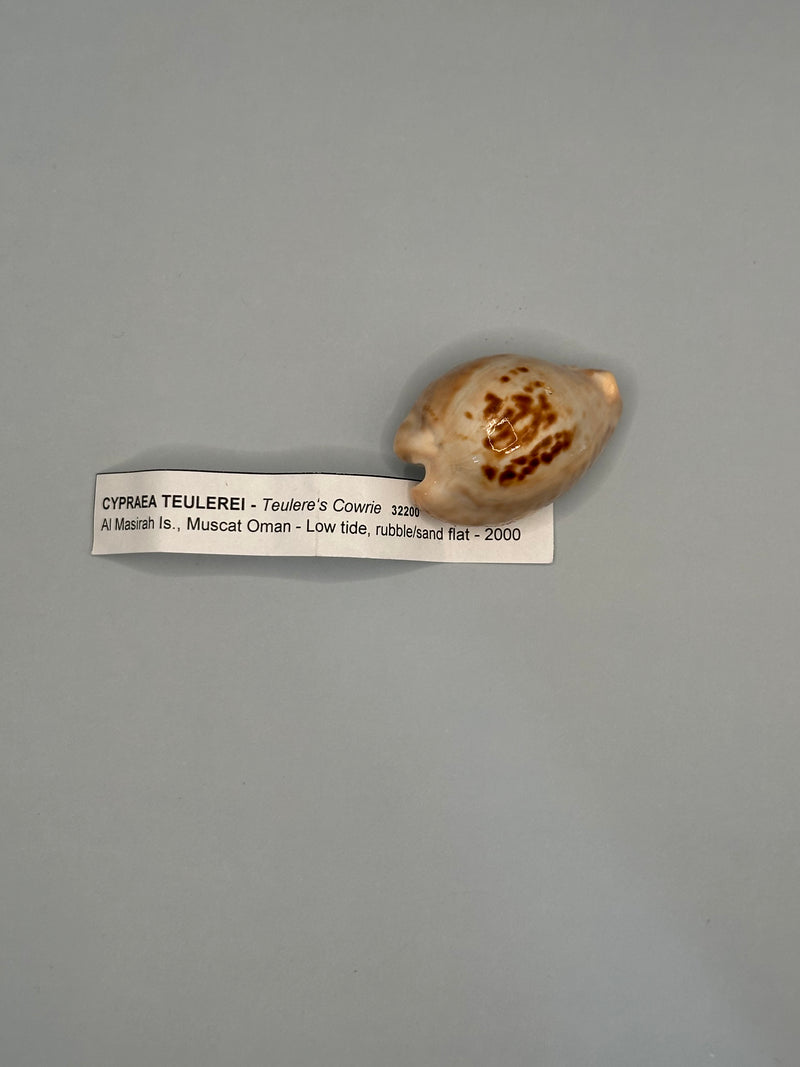 Teulere's Cowrie with Documentation- 2000