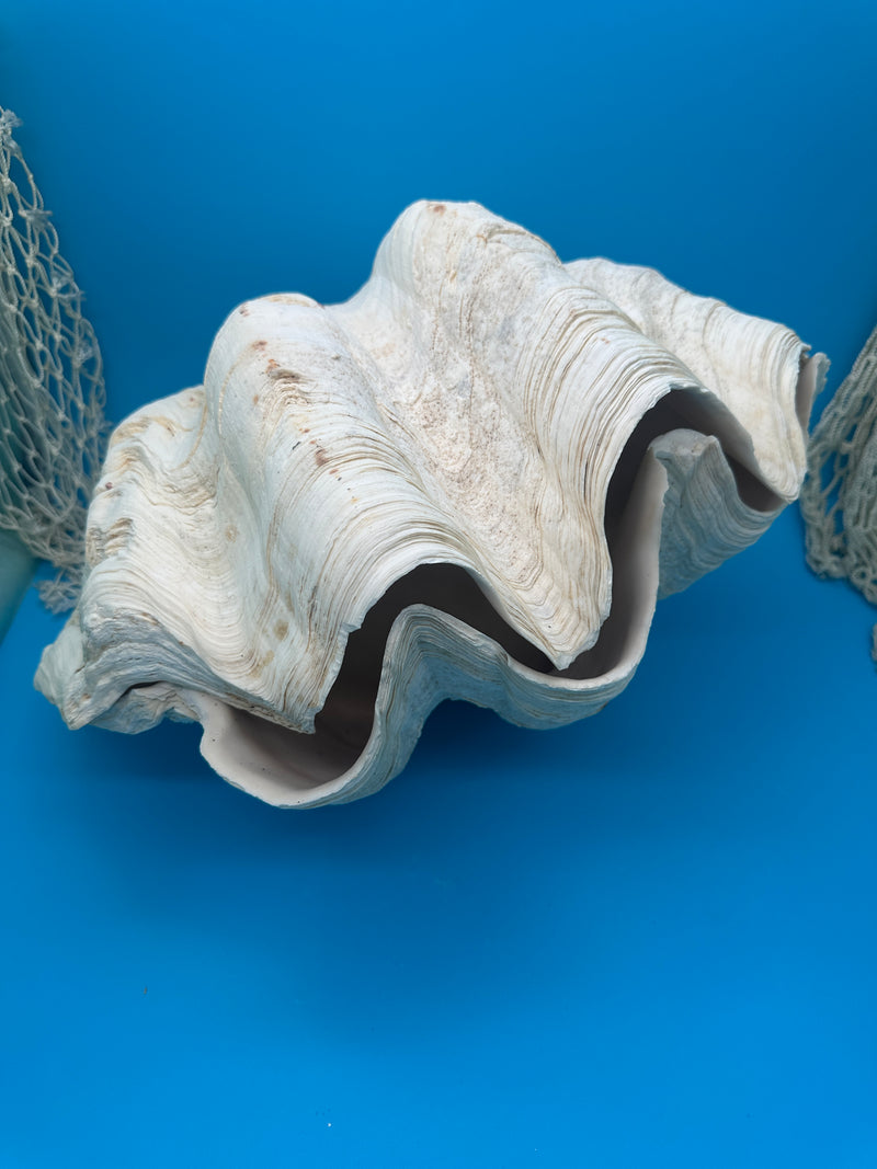 Giant Clam Pair Display Shell - Premium Coastal Home Decor Specimen ...