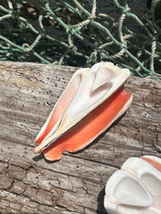 Sliced Cut Strawberry Shells