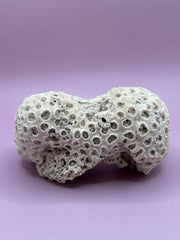 Vintage Brain Coral - 4