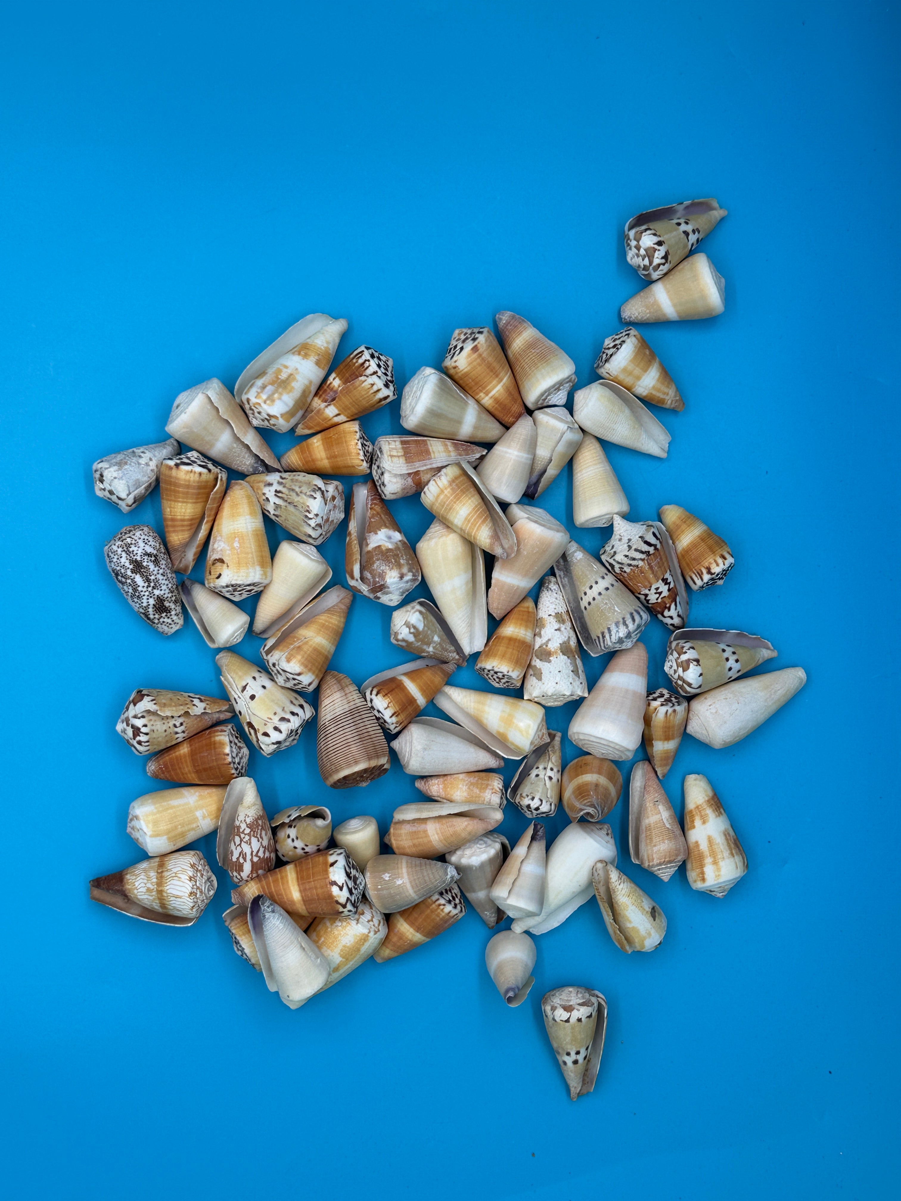 Small Cone Shell Bulk Cone Shells - 35 Shells per lb for DIY Crafts & Projects | Loving ...