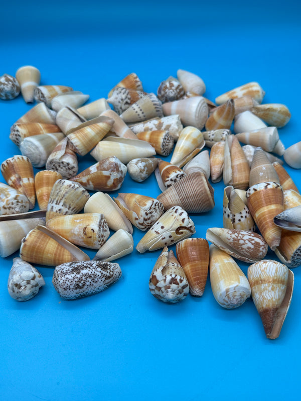 Bulk Cone Shell Mix – Approx. 35 Shells per lb for Crafting & DIY Projects