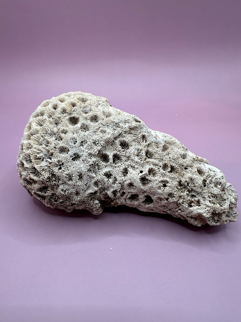 Vintage Brain Coral "The Drumstick" - 5"x3.5"x2"