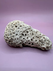 Vintage Brain Coral 