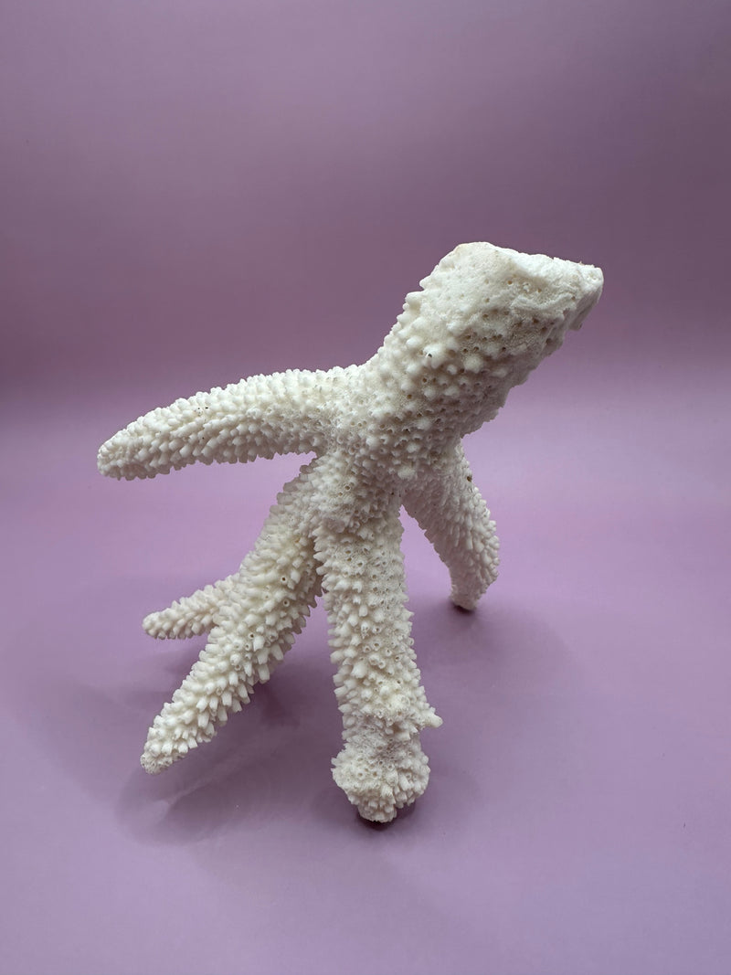 Vintage White Finger Coral "Chicken Foot"- 6"x5"x3"