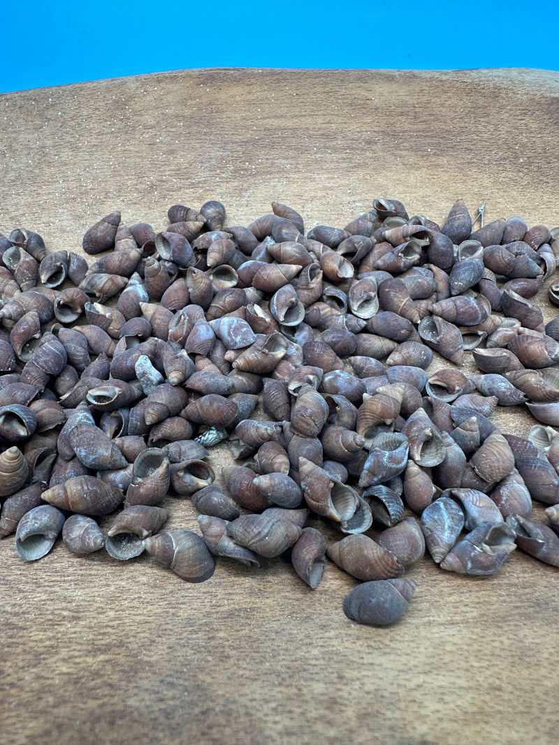 Bulk Mud Snail Shells - Small Craft Shells 1 oz or 4 oz | Loving ...